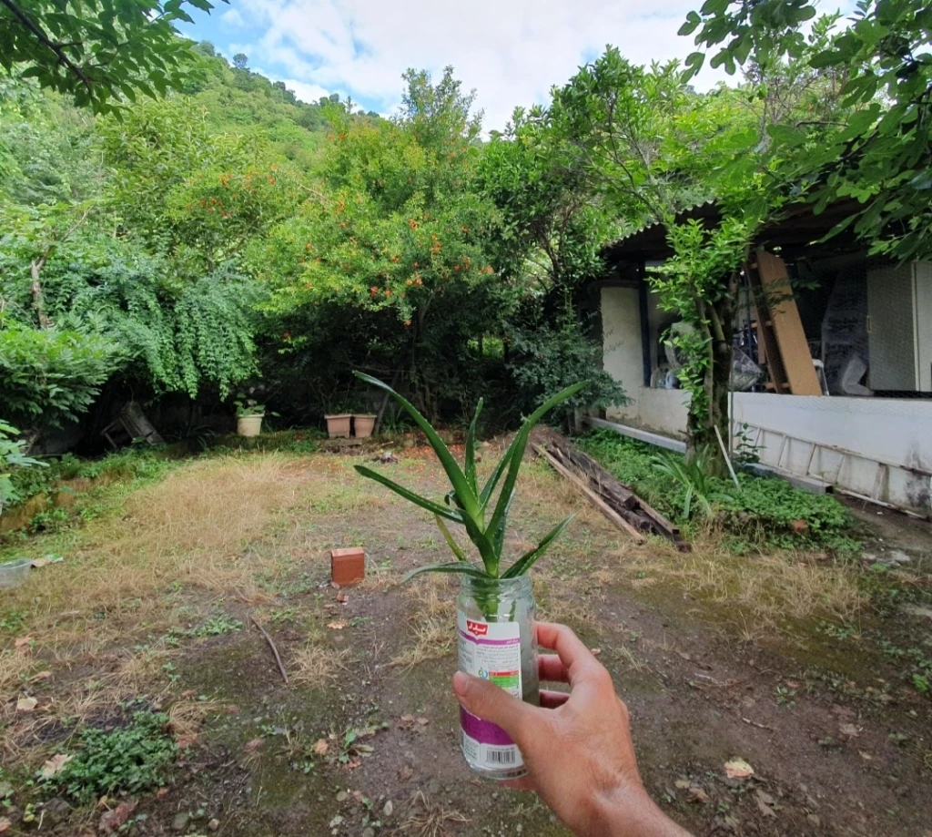 I took it to the north, made a real pot for it, and planted it in the heart of the soil.